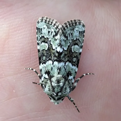 Collared Arches Moth