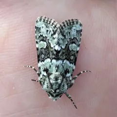 Collared Arches Moth thumbnail 1