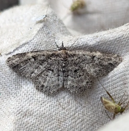 Mycterophora longipalpata