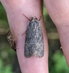 Sympistis major thumbnail 1