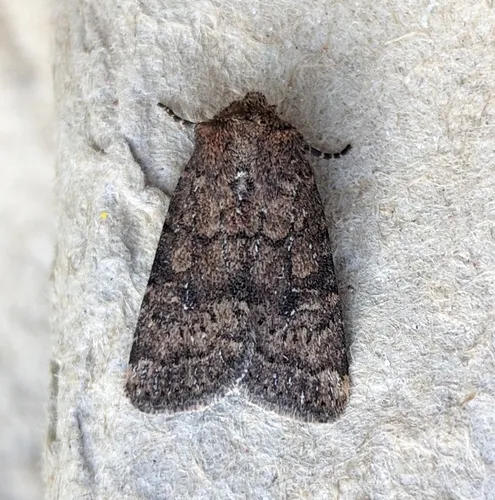 Homorthodes hanhami