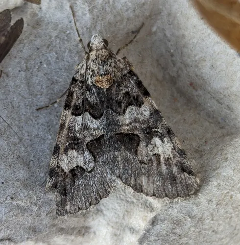Drasteria sabulosa