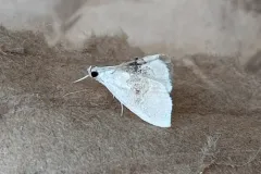 Brown-banded Lipocosma Moth thumbnail 1