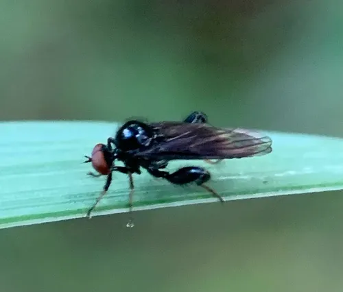 Euhybus purpureus