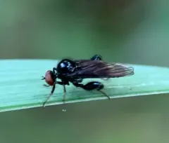 Euhybus purpureus thumbnail 1