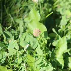 Strawberry clover thumbnail 4