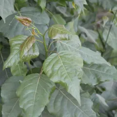 Black Poplar thumbnail 4