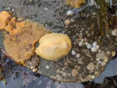 Sea Lemon thumbnail 4