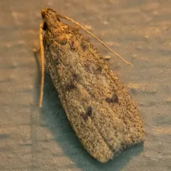 Glyphidocera septentrionella thumbnail 2