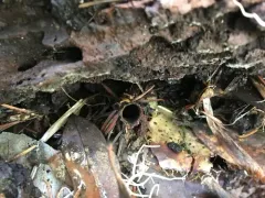 California Turret Spider thumbnail 3