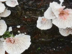 Serratia marcescens thumbnail 3