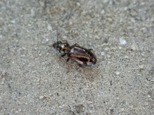 Bembidion lampros