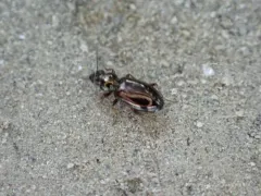 Bembidion lampros thumbnail 1