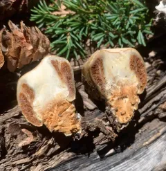 Wintergreen Snowmelt Pholiota thumbnail 1