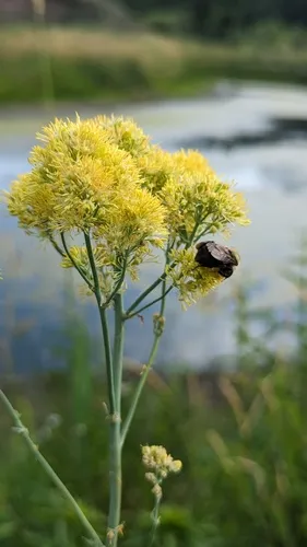 Common Meadow-rue