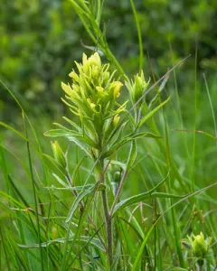 yellowish paintbrush thumbnail 3
