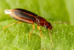 Rock-dwelling Harp Ground Beetle thumbnail 2
