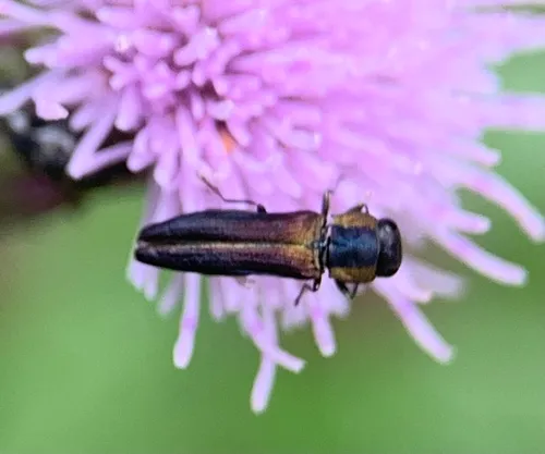 Agrilaxia flavimana