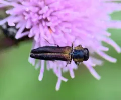 Agrilaxia flavimana thumbnail 1