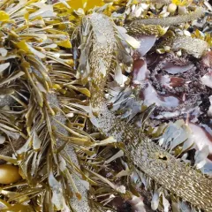Feather Boa Kelp thumbnail 4