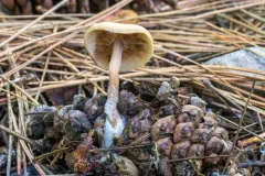 Baeospora occidentalis thumbnail 2
