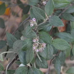 Franchet's cotoneaster thumbnail 4