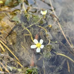 common water-crowfoot thumbnail 4