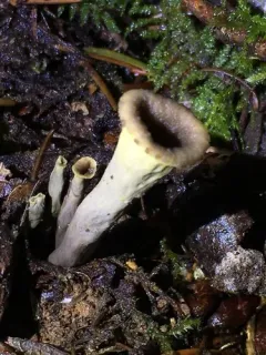 California Black Trumpet thumbnail 4
