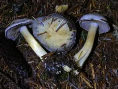 Phlegmacium volvatum thumbnail 4