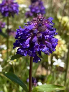 Washington Beardtongue thumbnail 2