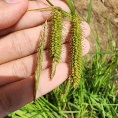 nodding sedge thumbnail 2