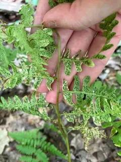 Cryptomycina pteridis thumbnail 4