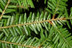 Spruce Spider Mite thumbnail 2