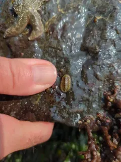 California Spiny Chiton thumbnail 2