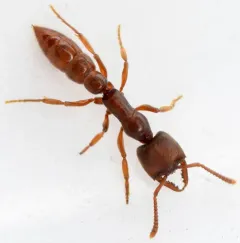 Eastern Dracula Ant thumbnail 4
