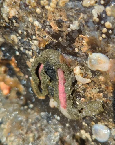 Neoamphitrite robusta