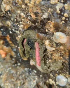 Neoamphitrite robusta thumbnail 1