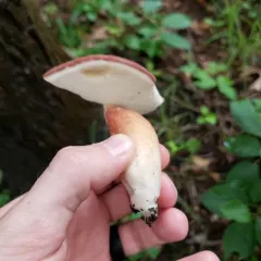 Xanthoconium purpureum thumbnail 1