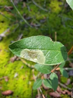 Amauromyza shepherdiae thumbnail 3