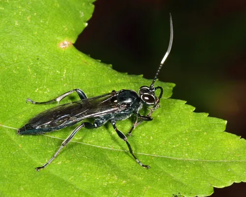 Coelichneumon sassacus