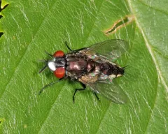Metopia argyrocephala thumbnail 2