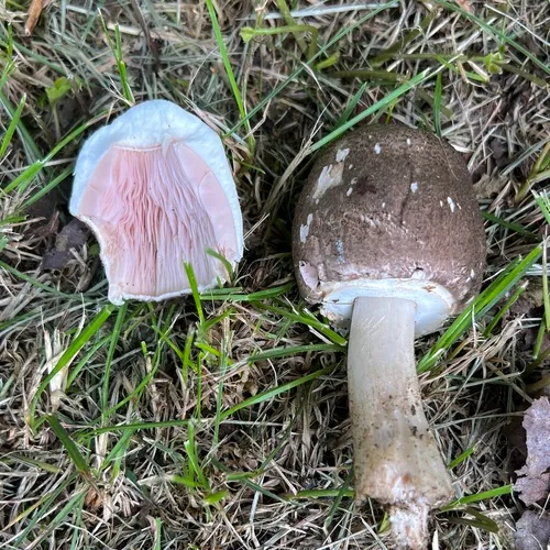 inky mushroom