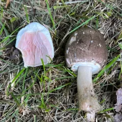 inky mushroom thumbnail 1