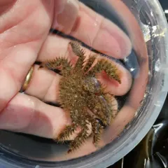 Hairy Crab thumbnail 3