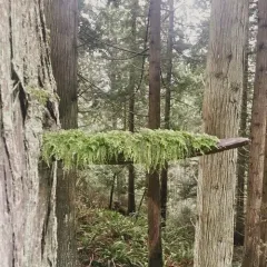 Common Feather-moss thumbnail 3