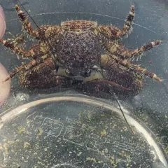 Flattop Crab thumbnail 4