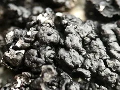 Pulvinora pringlei thumbnail 2