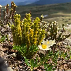 Arctic firmoss thumbnail 3