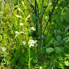 eastern prairie fringed orchid thumbnail 1