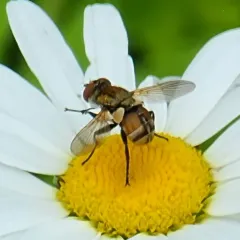 Gymnoclytia occidua thumbnail 4